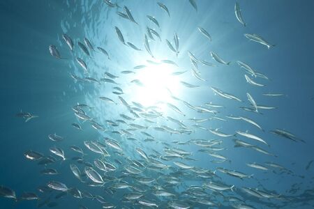 ocean, sun and striped mackerelの写真素材