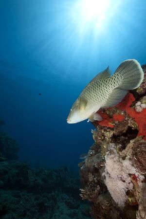 ocean, sun and napoleon wrasse