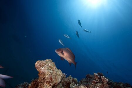 ocean, sun and fishの写真素材