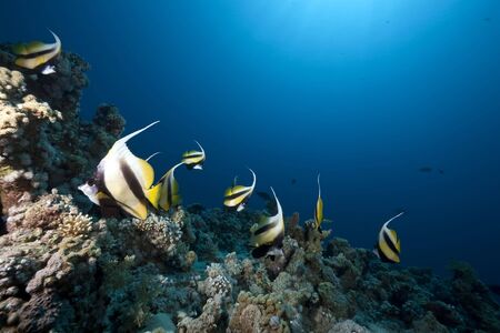 ocean and fishの写真素材