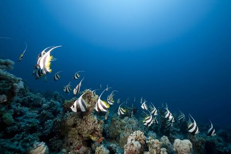 ocean and schooling bannerfishの写真素材