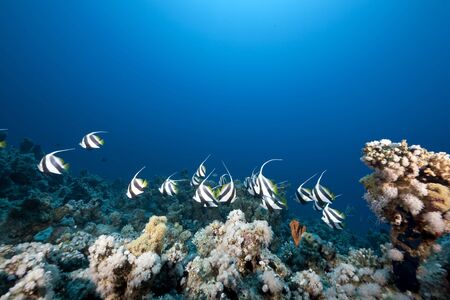 ocean and schooling bannerfishの写真素材