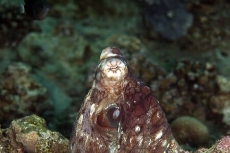 reef octopusの写真素材