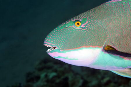parrotfish