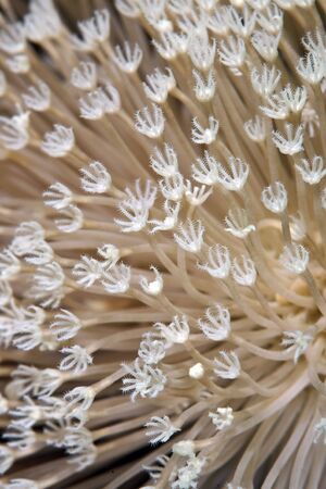 slimy leather coral