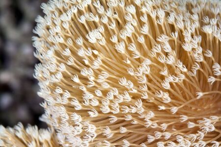 slimy leather coralの写真素材