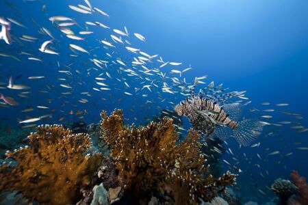 ocean and fishの写真素材