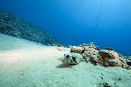 pufferfish