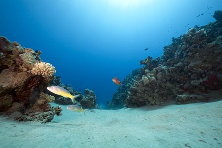 ocean,coral and fish