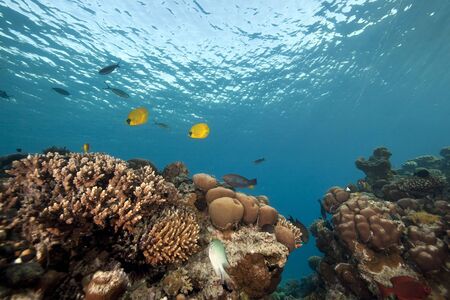 ocean and fishの写真素材