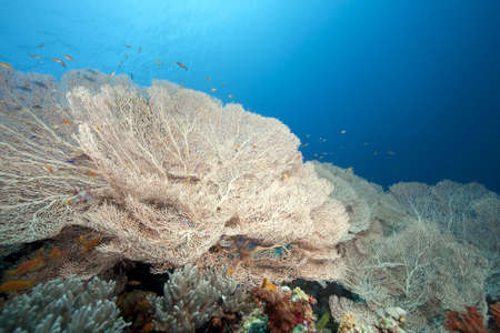 ocean and seafanの写真素材