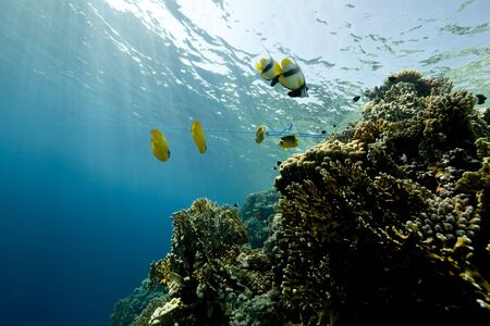 ocean and coralの写真素材