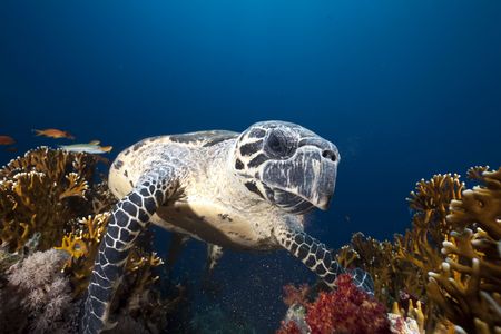 ocean and hawksbill turtleの写真素材