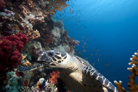 ocean and hawksbill turtleの写真素材