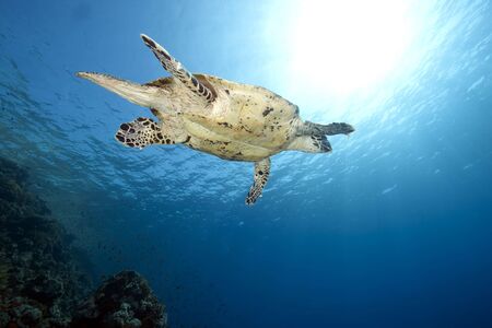 ocean and hawksbill turtleの写真素材