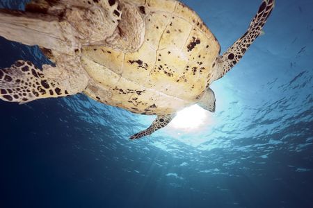 ocean and hawksbill turtleの写真素材