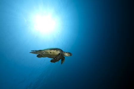 ocean and hawksbill turtleの写真素材