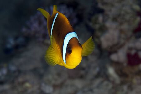 anemonefish