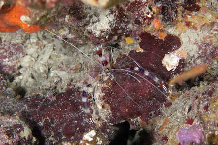 boxer shrimpの写真素材