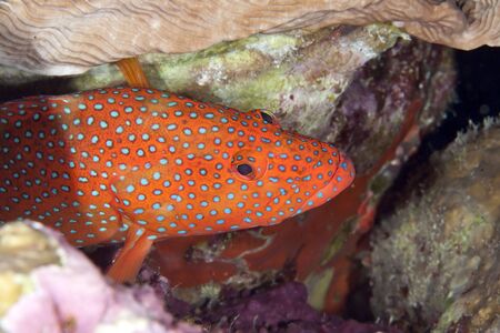 coral hindの写真素材