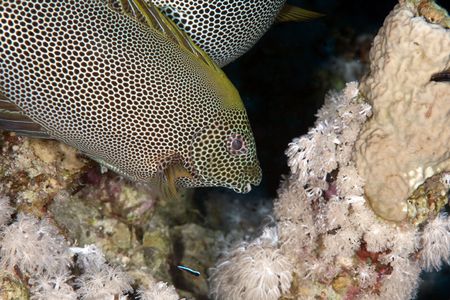 stellate rabbitfish