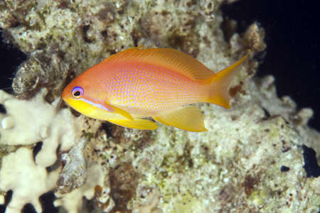 oman anthiasの写真素材