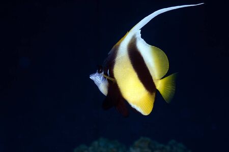 bannerfishの写真素材