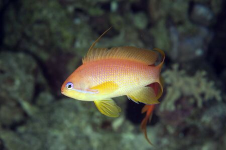 oman anthias