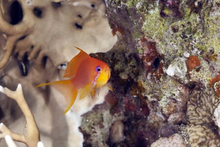 oman anthiasの写真素材