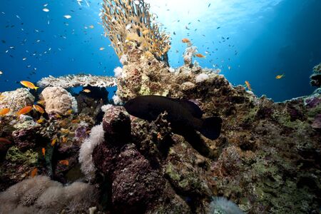 coral and fishの写真素材