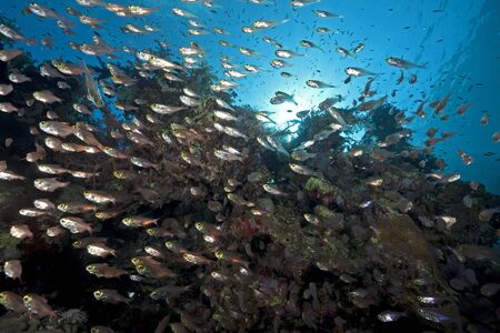 ocean and golden sweepersの写真素材