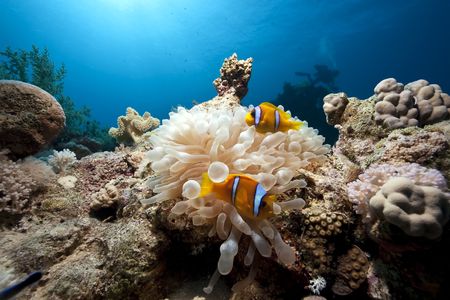 anemone and anemonefishの写真素材