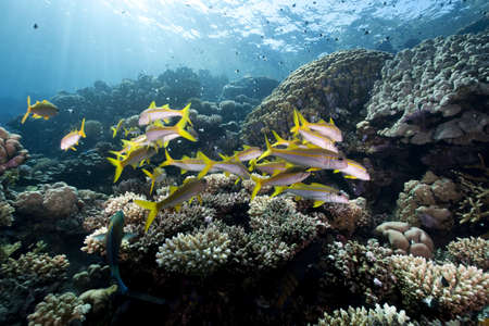 snappers and oceanの写真素材