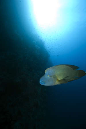 napoleon wrasse and ocean