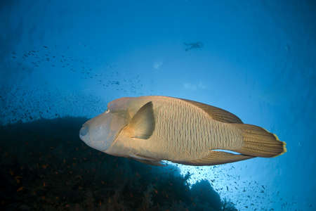 napoleon wrasse and oceanの写真素材