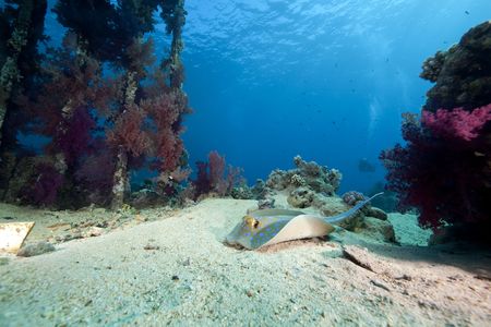 ocean,coral and fish