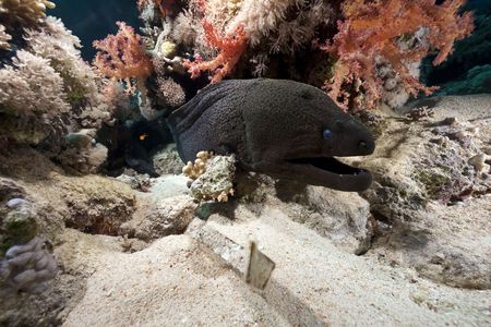 giant moray and coralの写真素材
