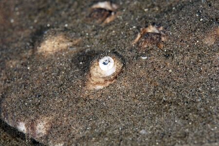 torpedo ray detailの写真素材