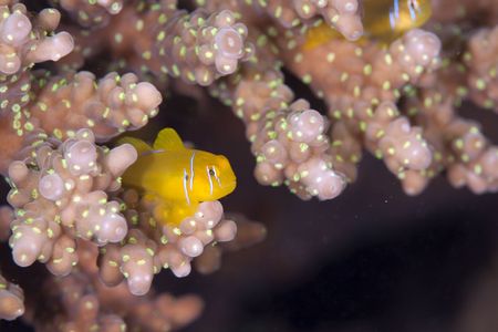 citron coral gobyの写真素材