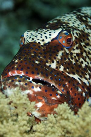 coralgrouper