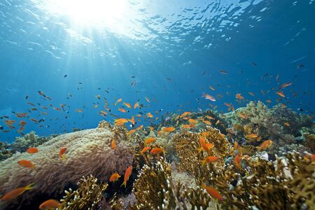 ocean, coral and fish