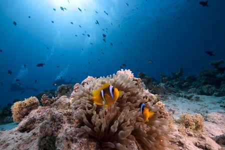 anemonefish, ocean and bubble anemoneの写真素材