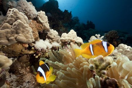 anemonefish, anemone and coralの写真素材