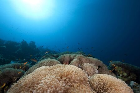 ocean, coral and fishの写真素材