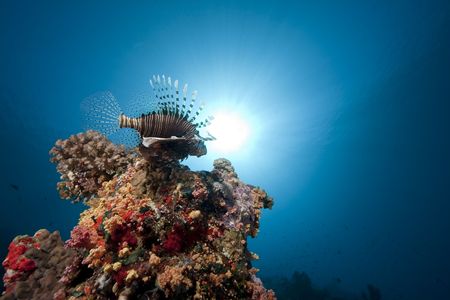 lionfish and oceanの写真素材
