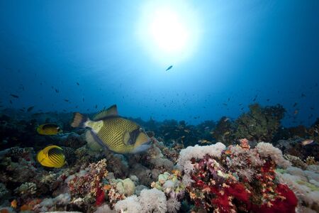 titan triggerfish,ocean and sun