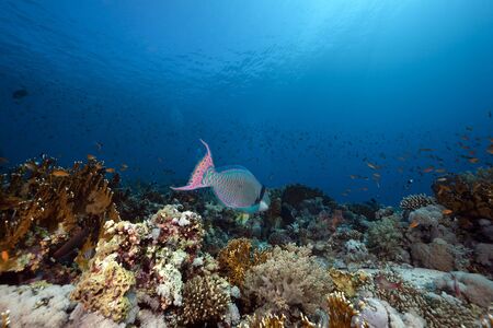 parrotfish and oceanの写真素材