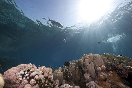 ocean, coral and fishの写真素材