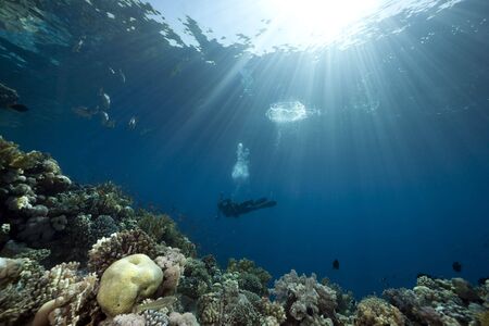diver,ocean and fishの写真素材