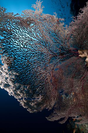 seafan, ocean and fishの写真素材